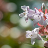 アベリア（Abelia）フランシス・メイソン