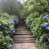 紫陽花の鎌倉散策【2022年】
