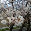岐阜県海津市の輪中の堤防にあるサクラ並木は「花見の穴場」なんじゃないか