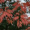 木場公園の紅葉