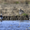 コミミズクが戻ってきた！