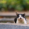 近隣繁華街のねこさん