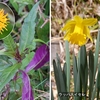 山間に 差し込む日差し アビの花。