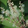 アカメガシワの花、他