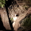 ポッサムが庭に。オーストラリアの有袋類の動物