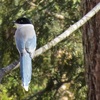 近所の鳥さんたち