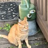 ニャンコとパン