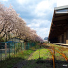 【PLAYBACK】北王子駅と桜。