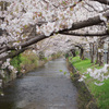 玉川上水を花見散歩、残堀川との交差点から名勝小金井桜、小金井公園〜武蔵境