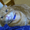 膝にのってくれるようになった、なな。