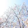 目黒川周辺でお花見