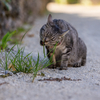 八重山諸島のねこさん