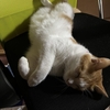 モフモフ🐈　熟睡💤茶白の🐯猫ちゃん。