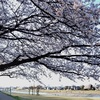 染井吉野満開の夕暮れ(4月9日)