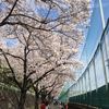 三日見ぬ間の桜