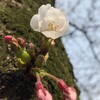 胴吹きの桜の花があった