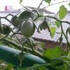 水耕栽培　指し芽のミニトマト　やっと生り出しました