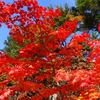 中禅寺湖の紅葉に再度チャレンジ。真盛りではありませんでしたが、充分満足でした。