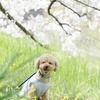 ルイちゃん