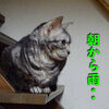 拾わないで・・