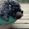 老犬ホームあん｜新人さん コバチ^^