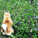 徒然（インスリノーマと言われた愛犬）