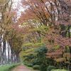 千川上水_紅葉（東京都武蔵野市）