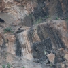 カベバシリ Wallcreeper