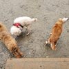 老犬ホームあん・頑張る番。