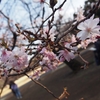 【桜ピーク期間近！】初めての新宿御苑へ！！