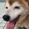 No.1275 しちみ （柴犬  ♀）
