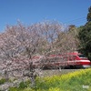 【撮影記】桜鉄～2025