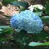 本土寺〜紫陽花咲く古寺を訪ねて〜.