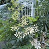 【日々徒然】ウォーキング中に見かけた花。（追記あり）