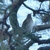 野鳥に囲まれるシアワセ