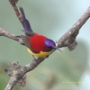 Mrs. Gould's Sunbird ルリオタイヨウチョウ (北インドの鳥その24)