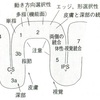 あなたのタッチはこわい？やわい？