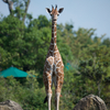 キリン Giraffa camelopardalis