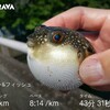 2024年5月第二週（5/6～5/12）の振り返りとか