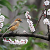 そろそろ花粉症対策が・・・・