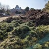 姫路城剪定ゴミ放置の山はさらに巨大化 The pile of garbage in Himeji Castle is getting bigger