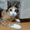 たまには飼い猫の写真を披露したいと思います