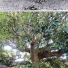 【しん散歩（181）……東町・民族学博物館跡地に残るスダジイの巨木！】