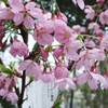 4/4桜の開花状況