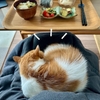 甘えん坊が加速中のお膝猫るるちゃん。