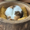 めぐみCoffee
