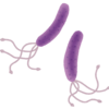 もし、その胃痛がピロリ菌のせいだったら、あなたの子供もピロリ菌に感染しているかも。親が感染していたら、子供も中学生以降に検査をしよう。