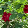 ウォーキング:花言葉