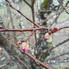 桜はまだか