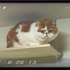 実は一匹狼？ボス猫の条件とは?